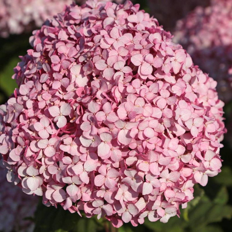 Hortensia de Virginie MAGICAL® Pinkerbell 'KOLPINBEL', Hortensia arborescens