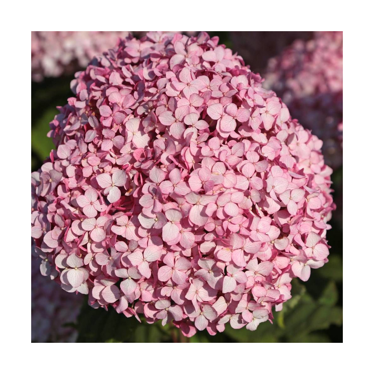 Hortensia de Virginie MAGICAL® Pinkerbell 'KOLPINBEL', Hortensia arborescens
