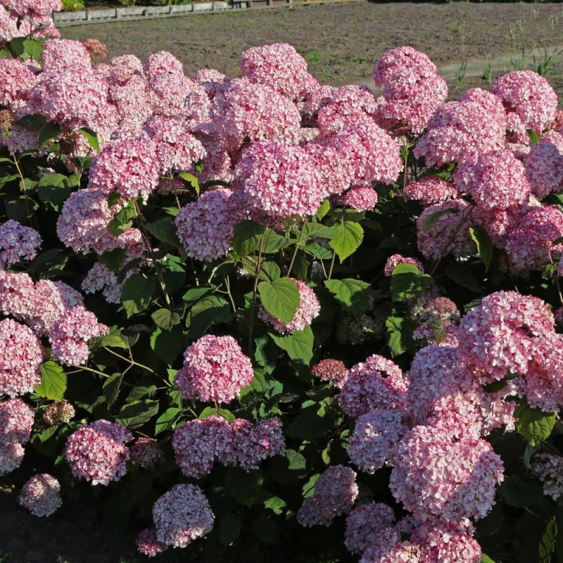 Hortensia de Virginie MAGICAL® Pinkerbell 'KOLPINBEL', Hortensia arborescens