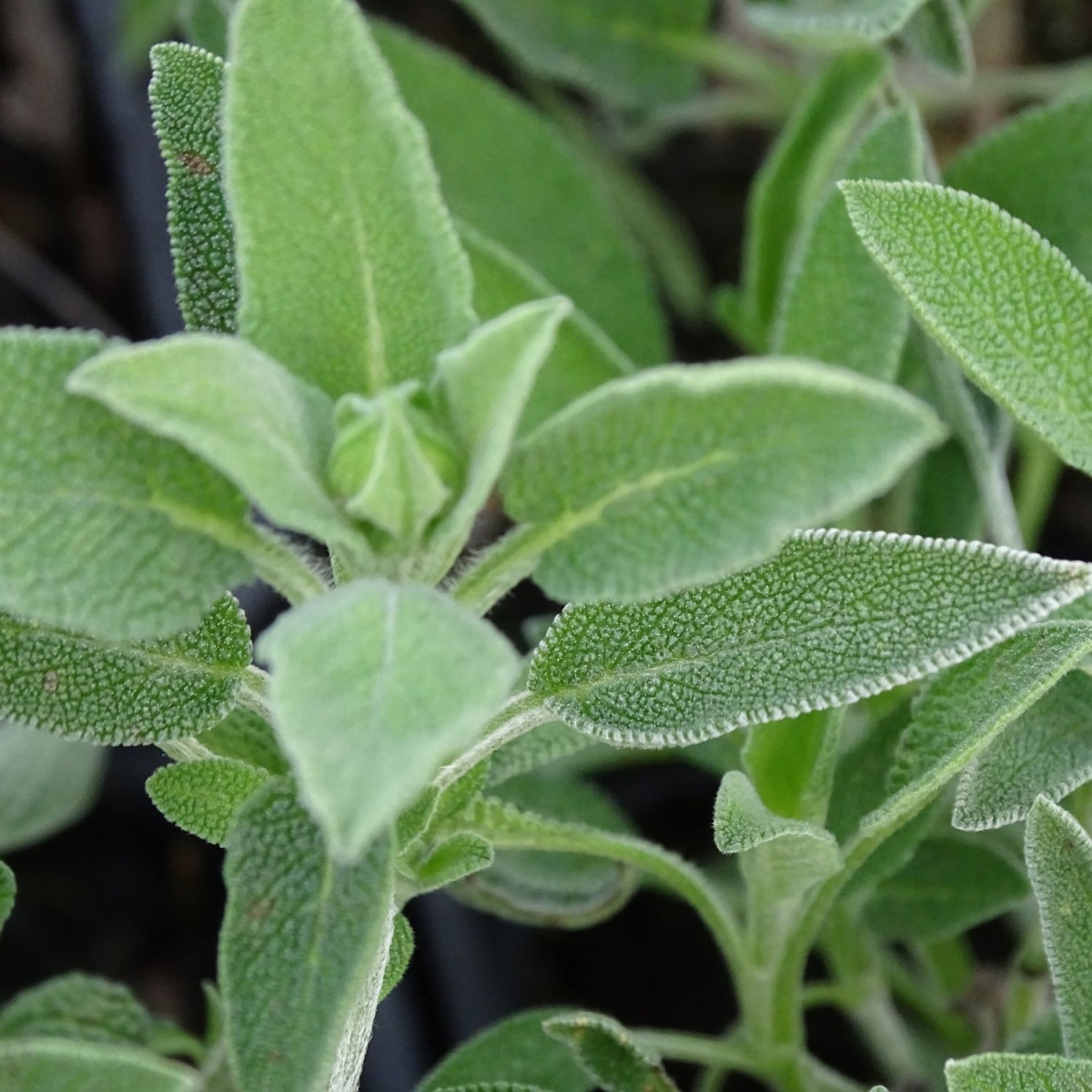 Sauge officinale - Sans traitement Sauge officinale - Sans traitement