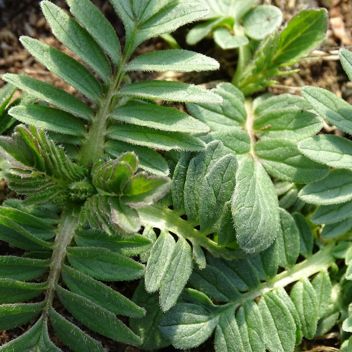 Valériane officinale - Sans traitement Valériane officinale - Sans traitement