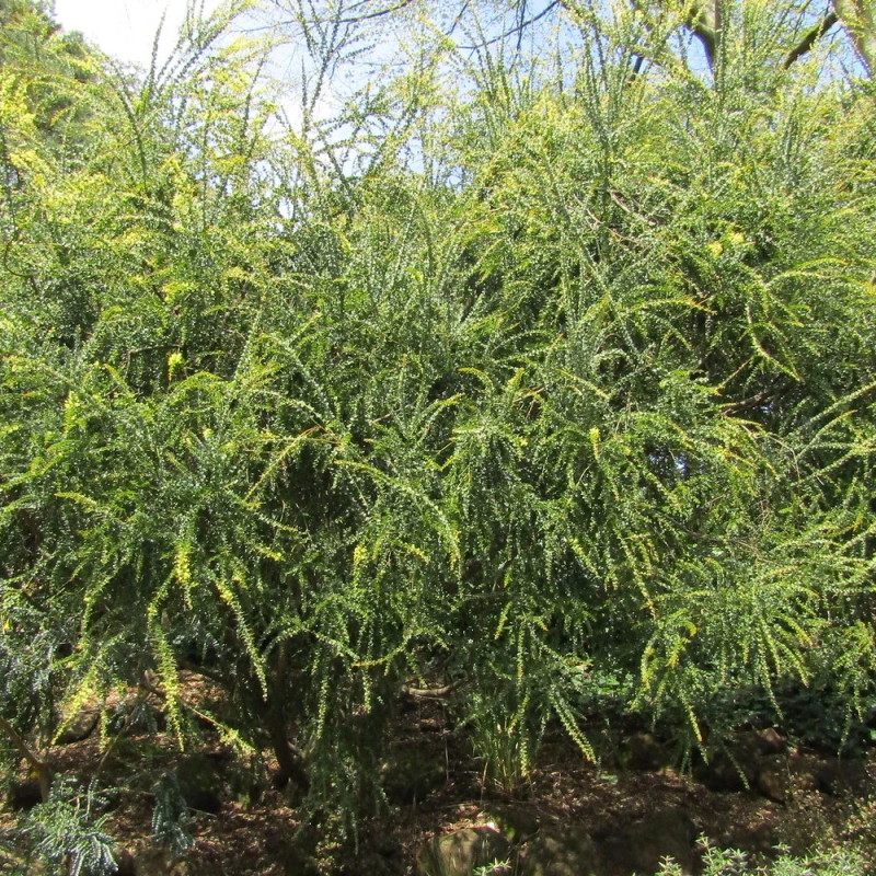 Mimosa à feuille triangulaire