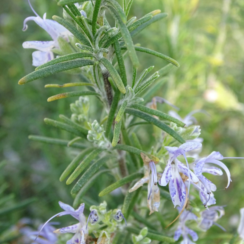 Romarin officinalis Miss Jessopp's Upright  - Rosmarinus