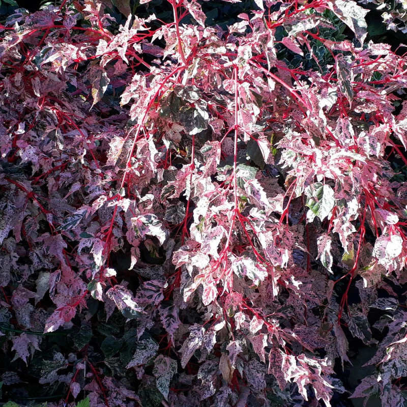 Érable à peau de serpent Red Flamingo, Acer conspicuum