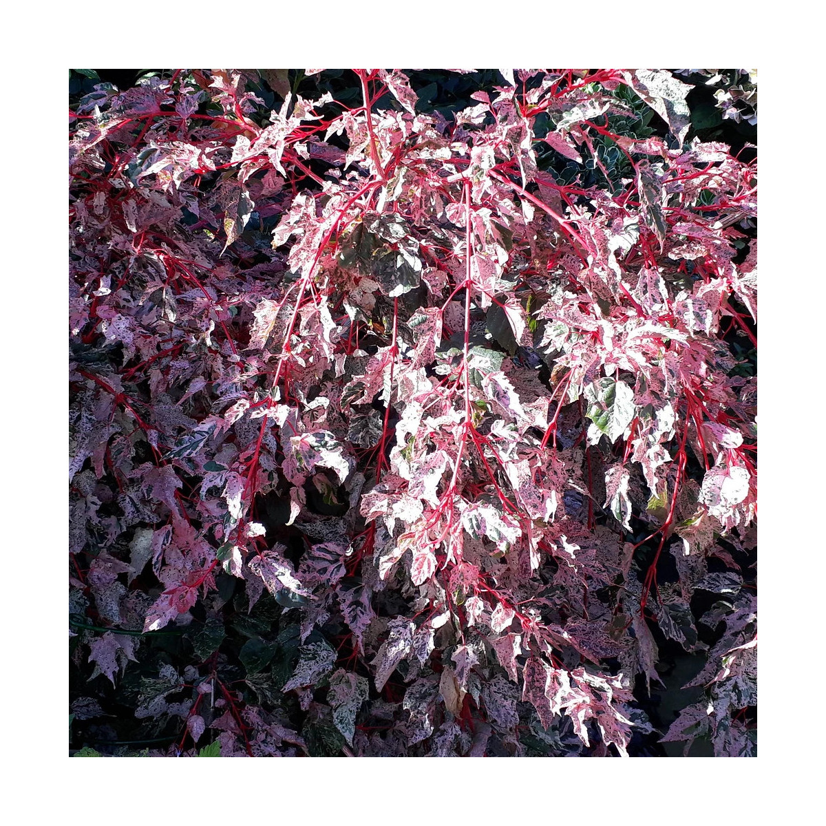 Érable à peau de serpent Red Flamingo, Acer conspicuum Érable à peau de serpent Red Flamingo, Acer conspicuum