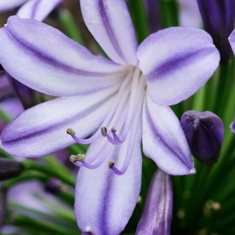 Agapanthe EVERPANTHUS® Poppin' Star® 'AMDB002'
