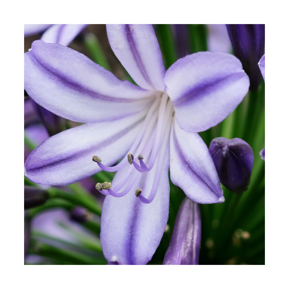 Agapanthe EVERPANTHUS® Poppin' Star® 'AMDB002'
