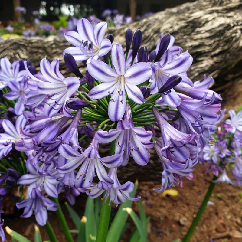 Agapanthe EVERPANTHUS® Poppin' Star® 'AMDB002'