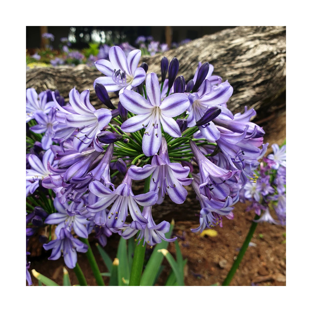 Agapanthe EVERPANTHUS® Poppin' Star® 'AMDB002'