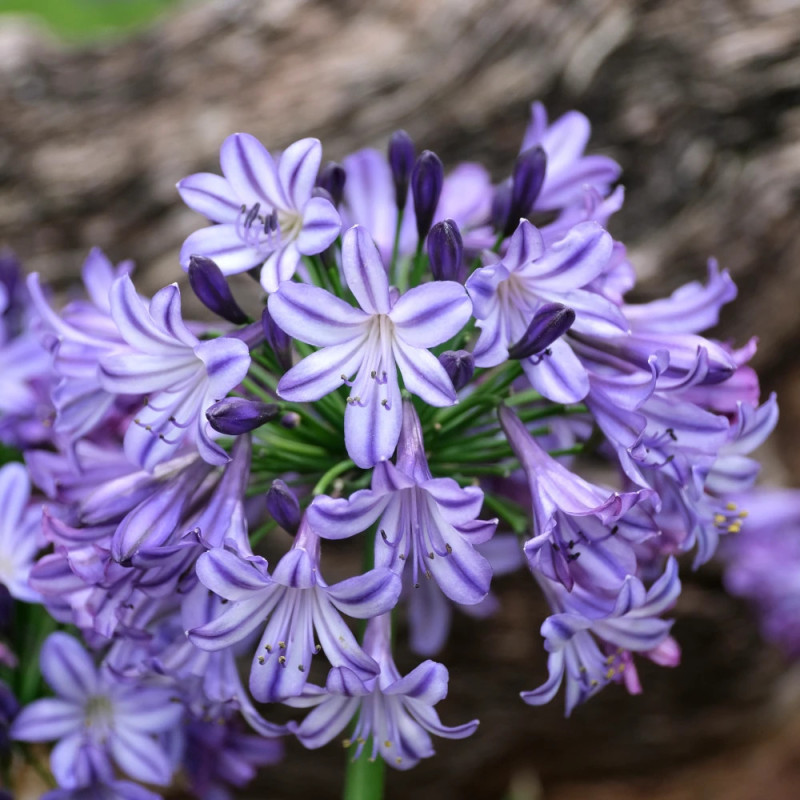 Agapanthe EVERPANTHUS® Poppin' Star® 'AMDB002'
