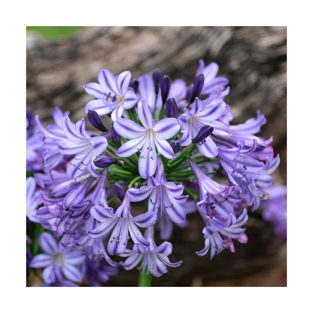 Agapanthe EVERPANTHUS® Poppin' Star® 'AMDB002'
