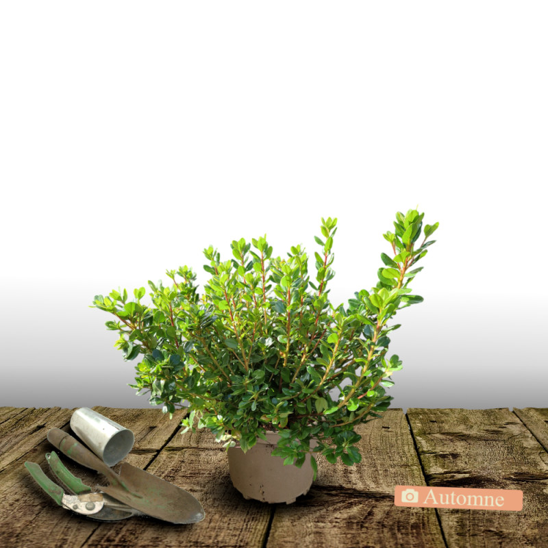 Azalée du Japon Encore® Bonfire 'Robleza', Azalea