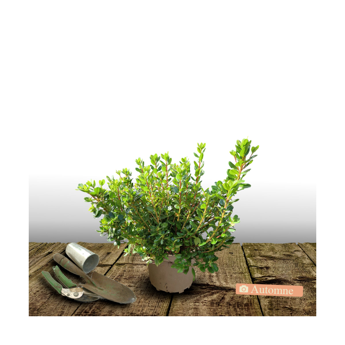 Azalée du Japon Encore® Bonfire 'Robleza', Azalea