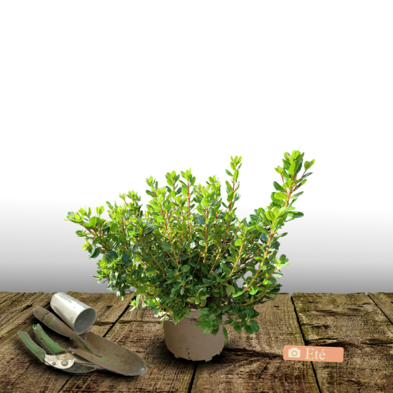 Azalée du Japon Encore® Bonfire 'Robleza', Azalea