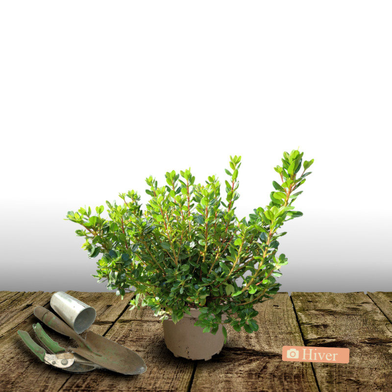 Azalée du Japon Encore® Bonfire 'Robleza', Azalea