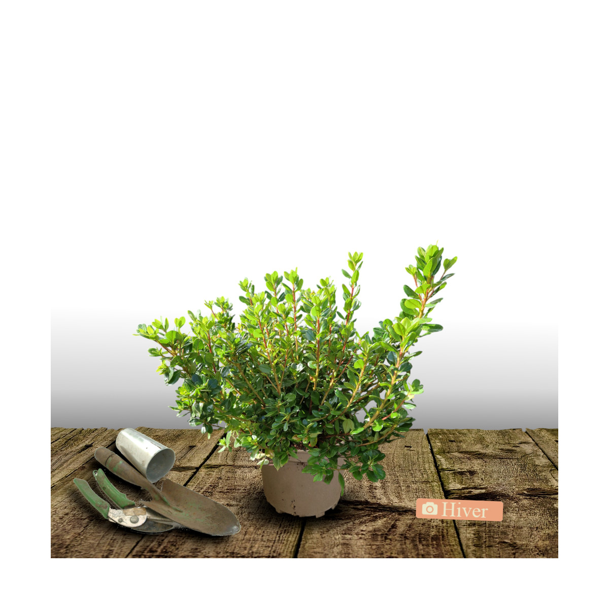 Azalée du Japon Encore® Bonfire 'Robleza', Azalea