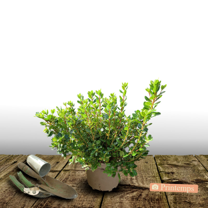Azalée du Japon Encore® Bonfire 'Robleza', Azalea