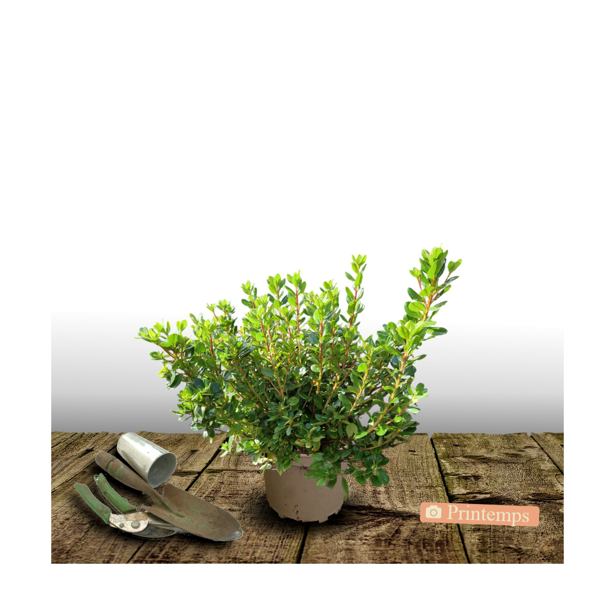 Azalée du Japon Encore® Bonfire 'Robleza', Azalea