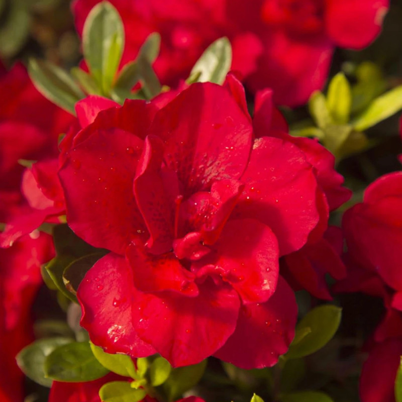 Azalée du Japon Encore® Bonfire 'Robleza', Azalea