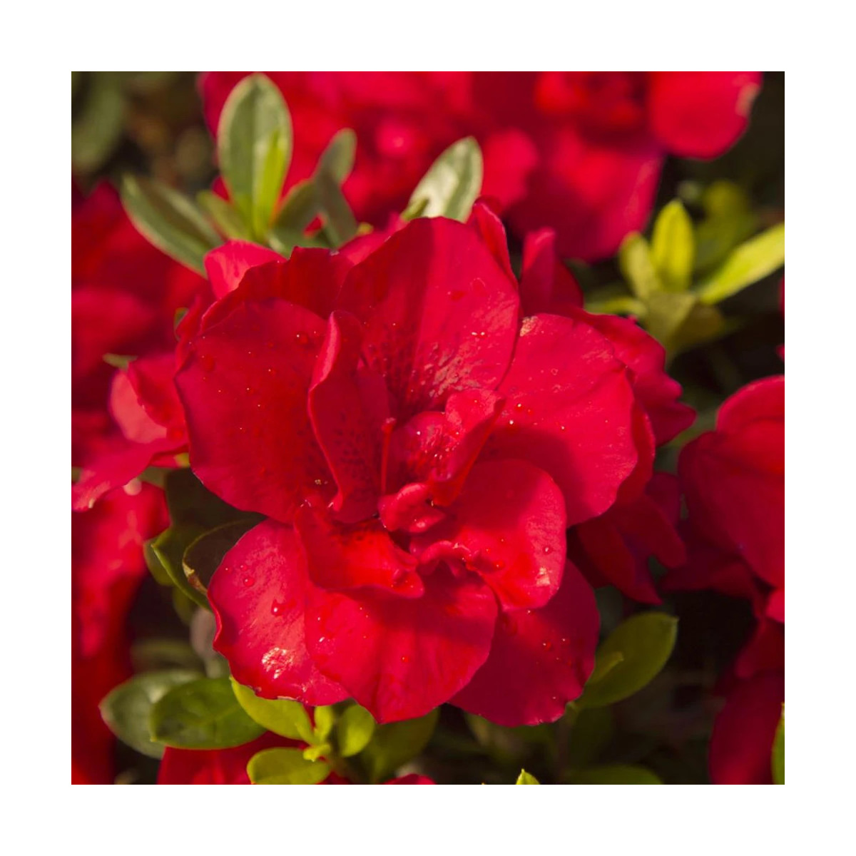 Azalée du Japon Encore® Bonfire 'Robleza', Azalea