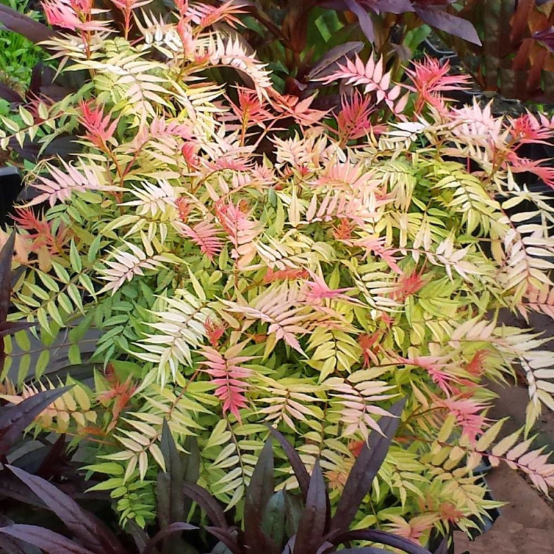Sorbaire à feuilles de sorbier Pink Hopi® 'COUSORB05', Sorbaria