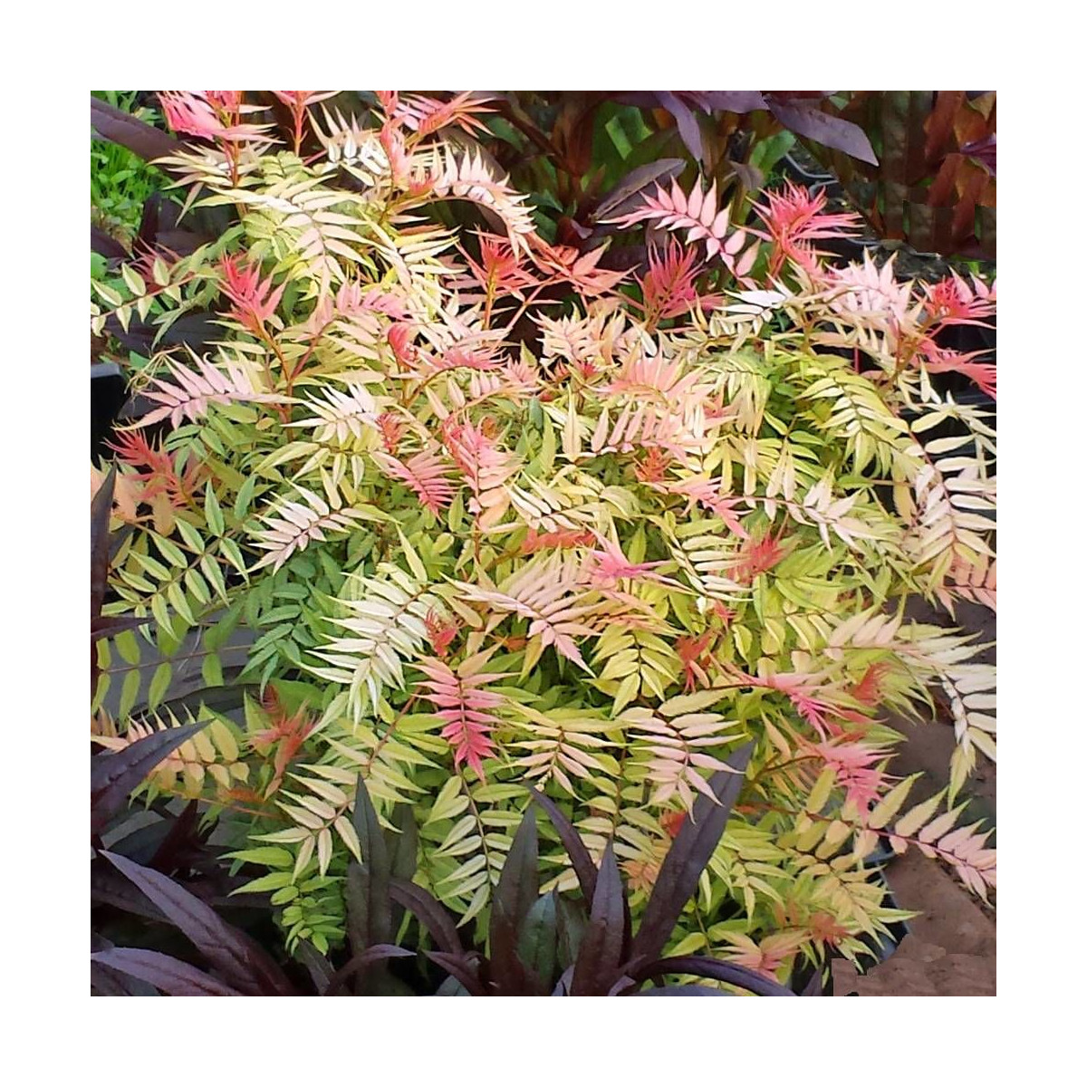 Sorbaire à feuilles de sorbier Pink Hopi® 'COUSORB05', Sorbaria Sorbaire à feuilles de sorbier Pink Hopi® 'COUSORB05', Sorbaria