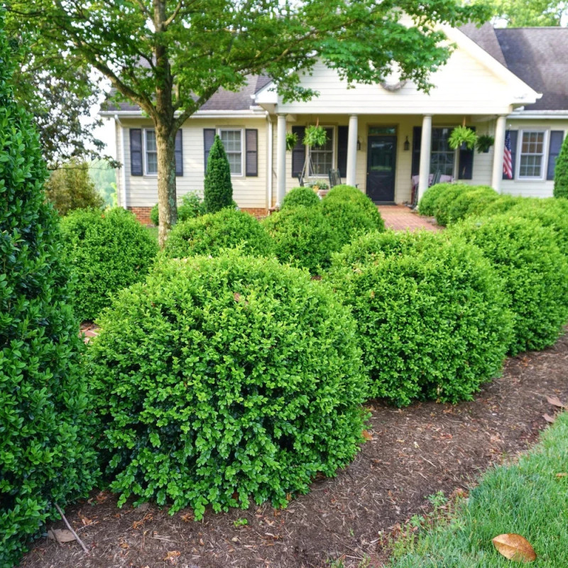 Buis NewGen Independence® ‘SB 108’, Buxus