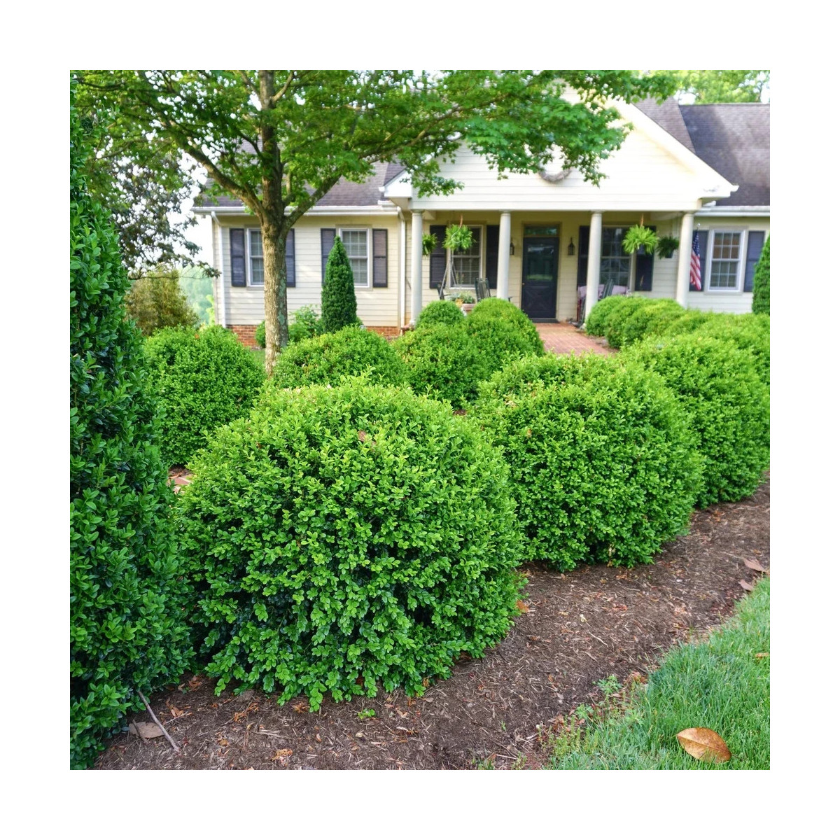 Buis NewGen Independence® ‘SB 108’, Buxus