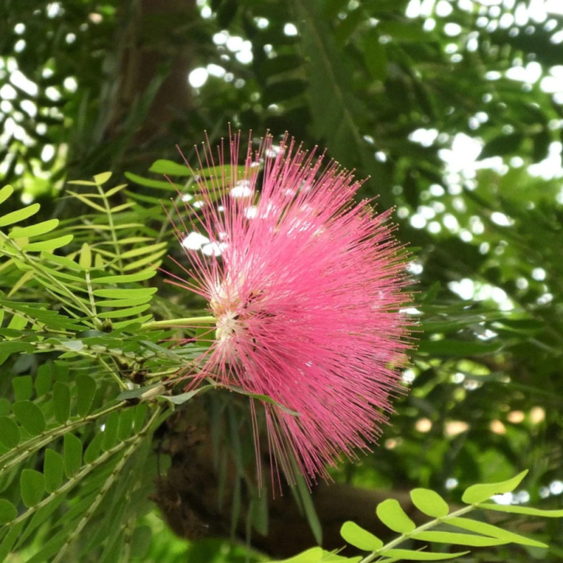 Pompon du marin - Calliandra surinamensis