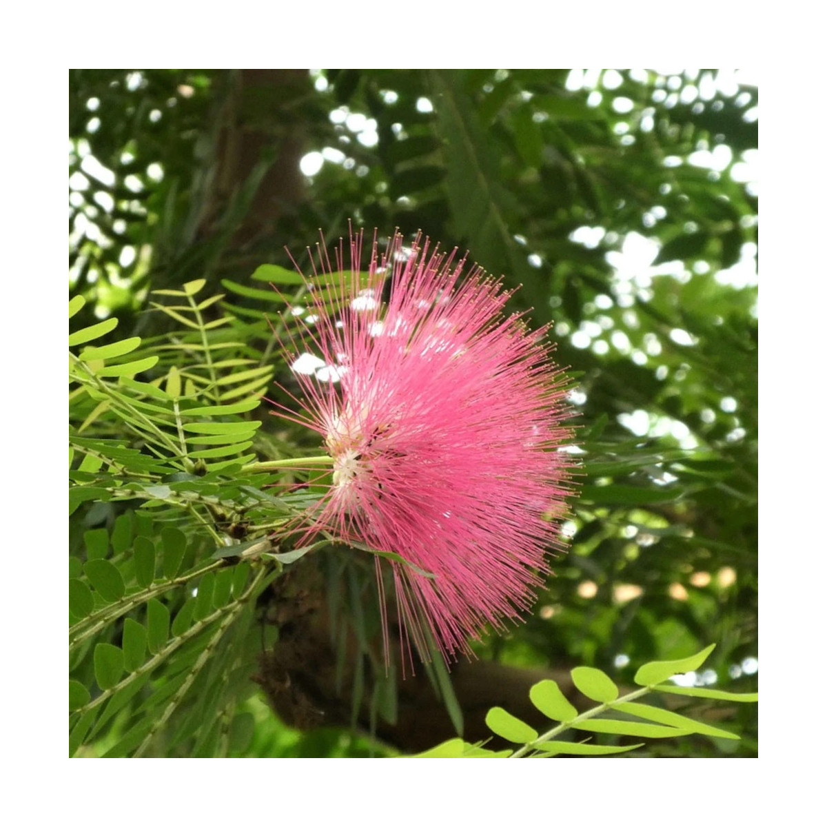Pompon du marin - Calliandra surinamensis
