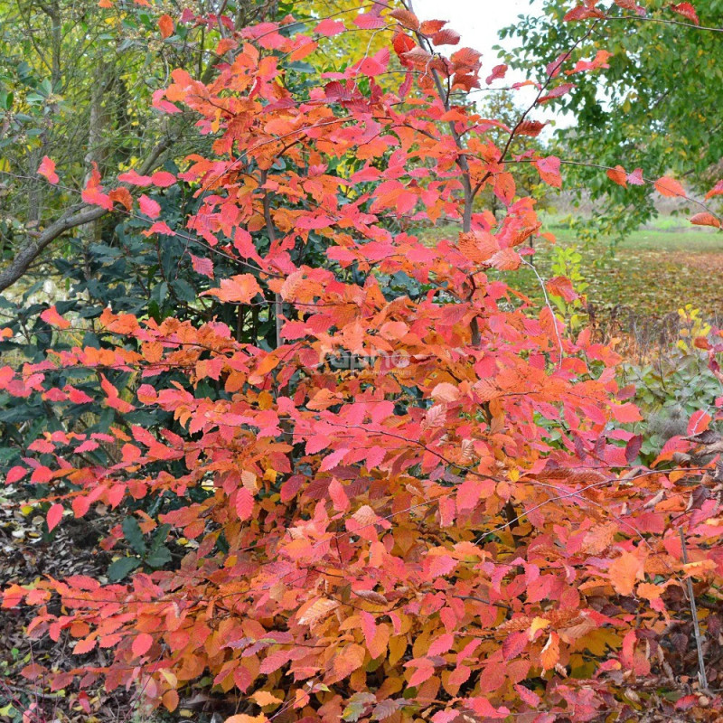 Charme Rockhampton Red® 'Lochglow', Carpinus