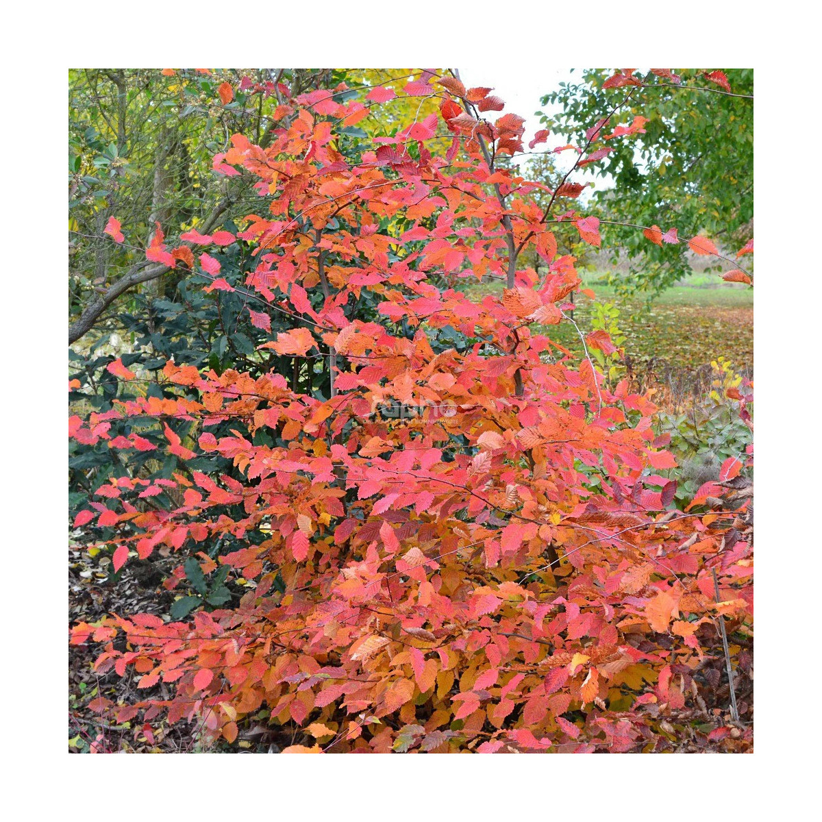 Charme Rockhampton Red® 'Lochglow', Carpinus Charme Rockhampton Red® 'Lochglow', Carpinus