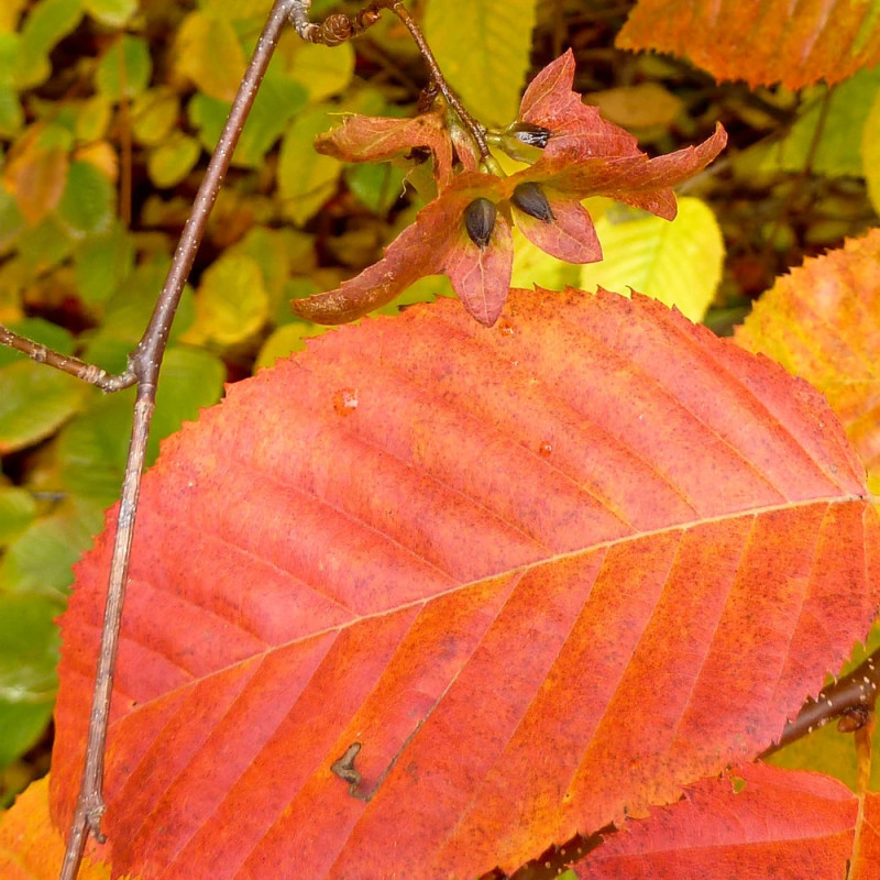 Charme Red Fall, Carpinus