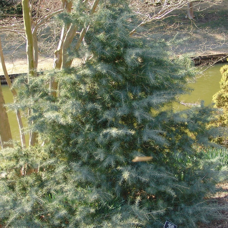 Cèdre de l'Himalaya, Cedrus deodara