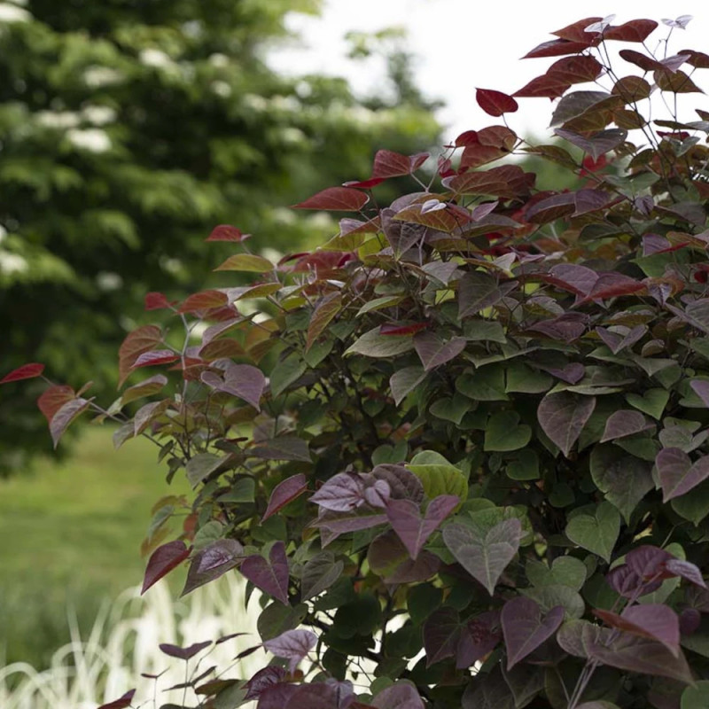 Cercis du Canada Garden Gems® Amethyst 'NC2017-6', Arbre de Judée, Gainier du Canada