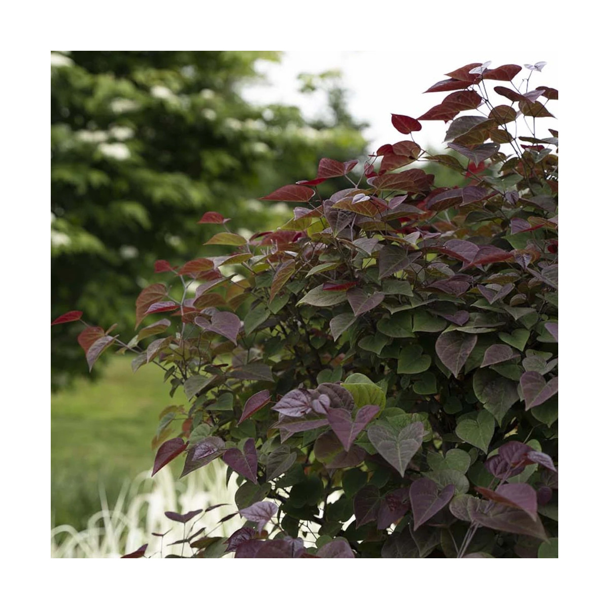 Cercis du Canada Garden Gems® Amethyst 'NC2017-6', Arbre de Judée, Gainier du Canada