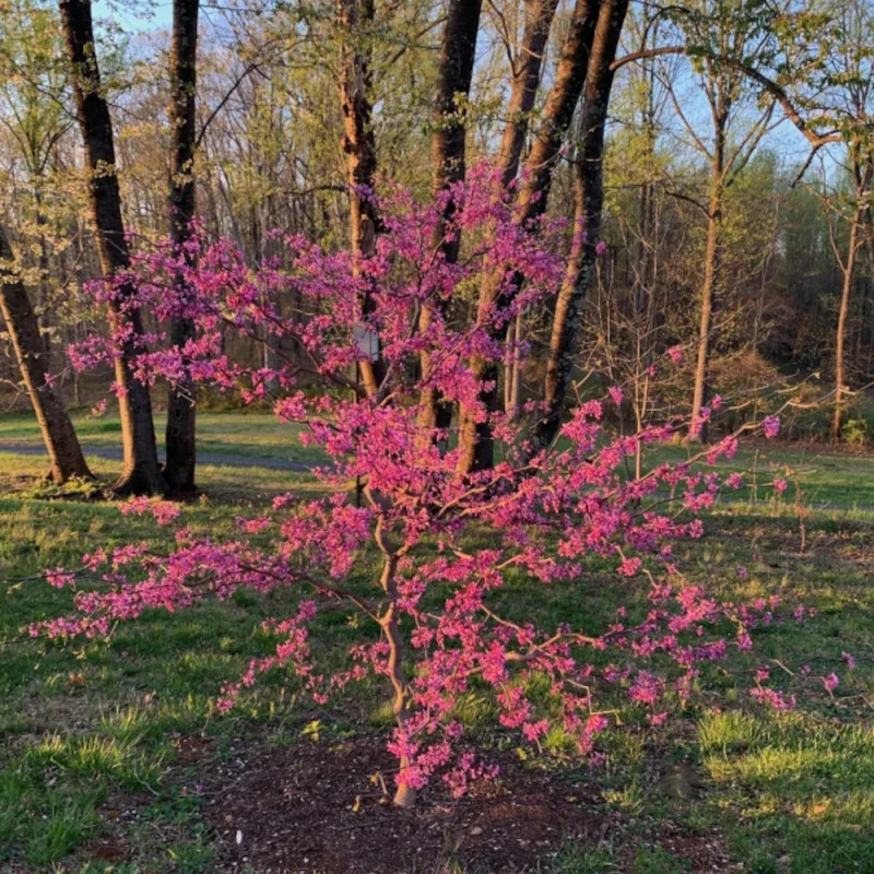 Cercis du Canada Zig Zag® ‘SEIRB’, Arbre de Judée, Gainier du Canada