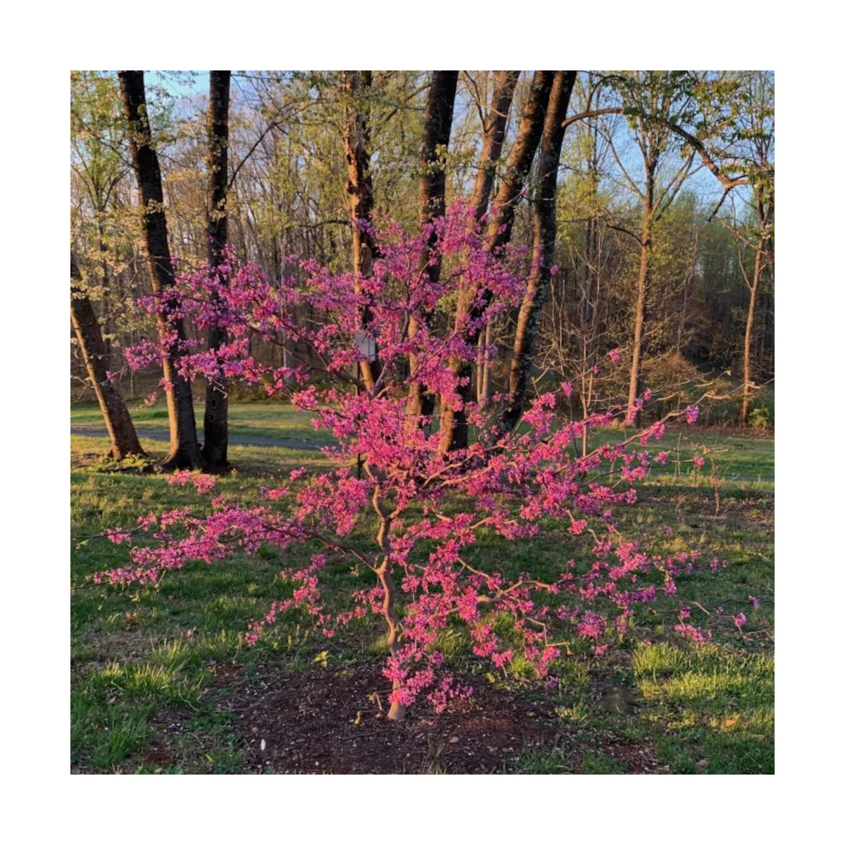 Cercis du Canada Zig Zag® ‘SEIRB’, Arbre de Judée, Gainier du Canada Cercis du Canada Zig Zag® ‘SEIRB’, Arbre de Judée, Gainier du Canada