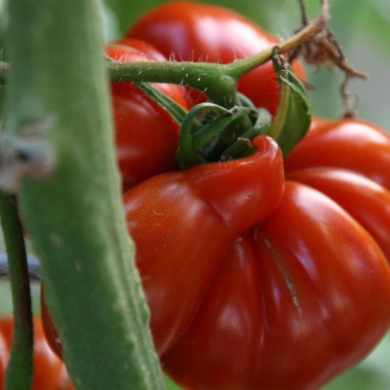 Graines de Tomate Cœur De Bœuf - Sans traitement - Silence ça Pousse !