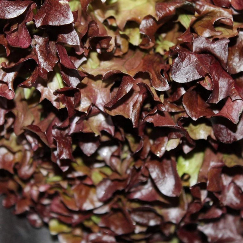 Graines de Laitue à couper Red Salad Bowl - Sans traitement