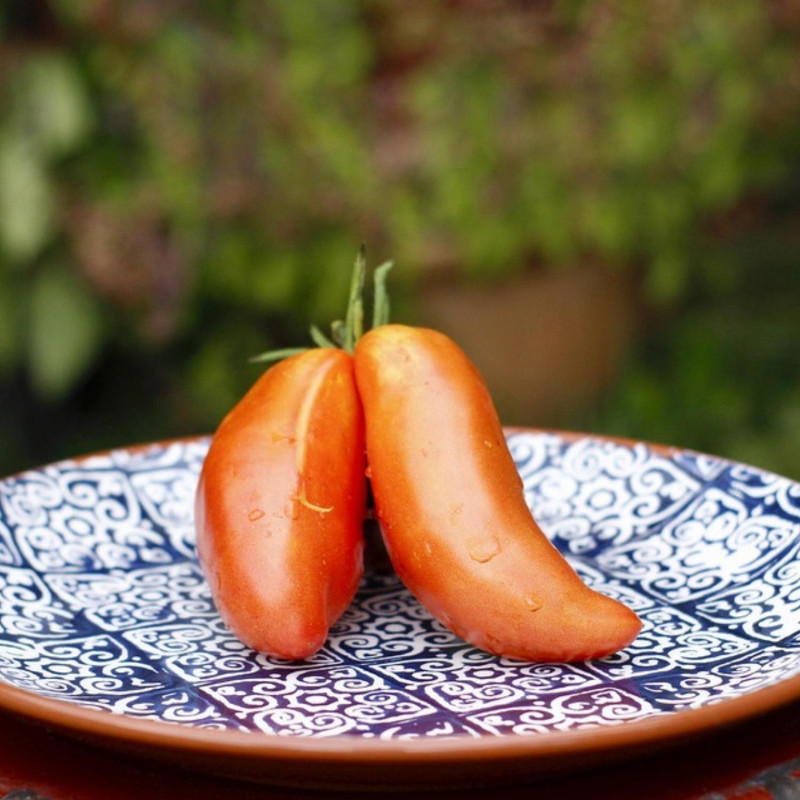 Graines de Tomate Andine Cornue - Sans traitement - Silence ça Pousse !