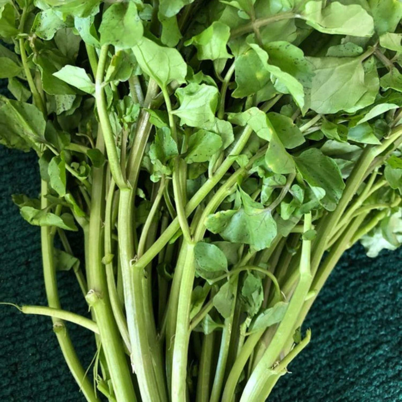 Graines de Cresson de Jardin - Sans traitement