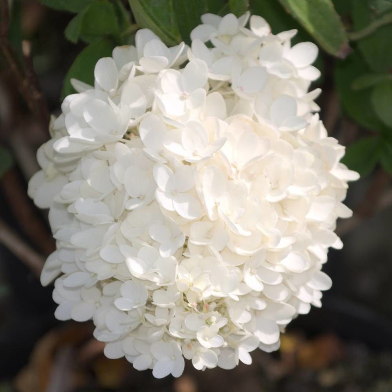 Hortensia paniculata Grandiflora, Hydrangea paniculata