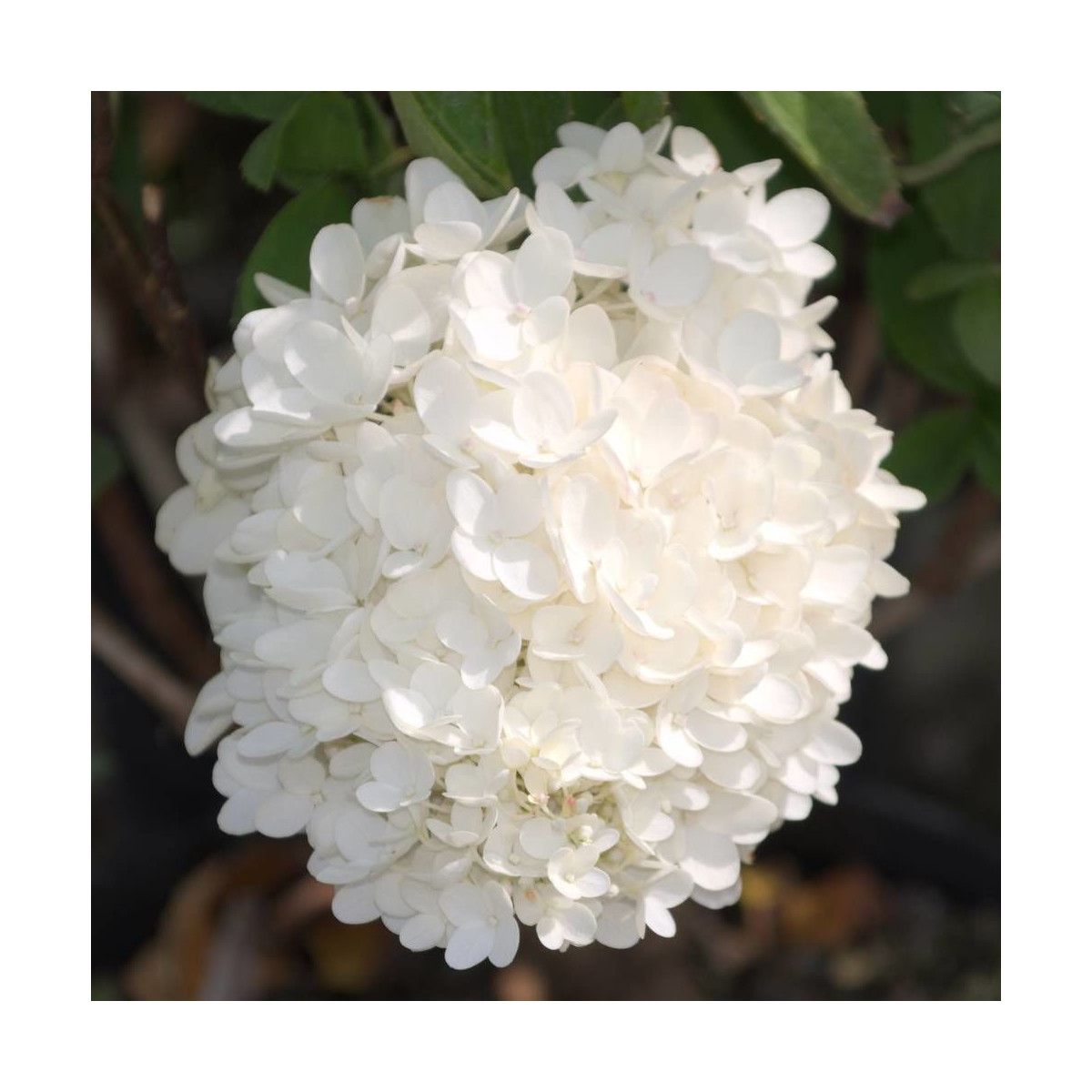 Hortensia paniculata Grandiflora, Hydrangea paniculata