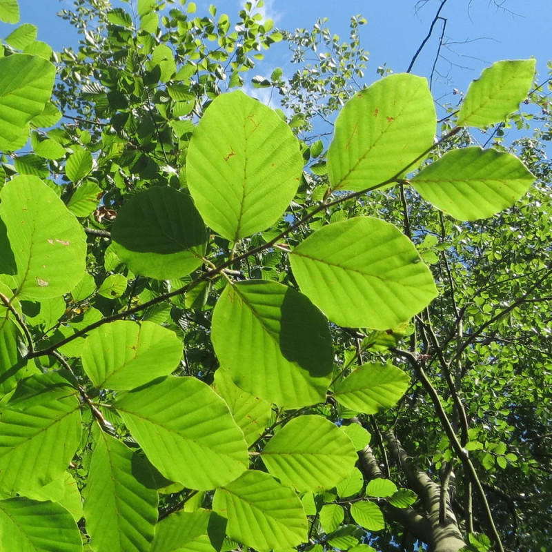 Hêtre commun Zlatia, Fagus