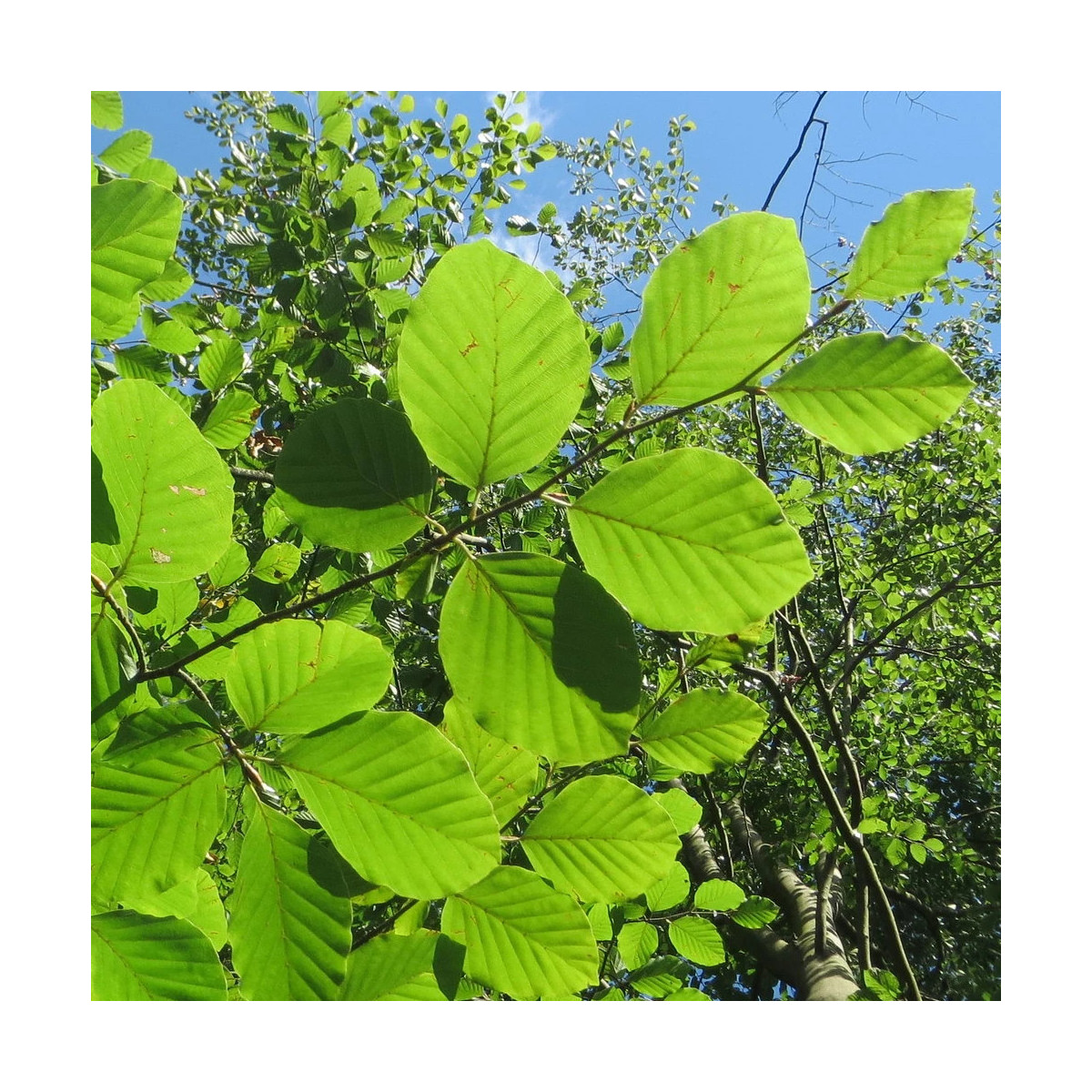 Hêtre commun Zlatia, Fagus