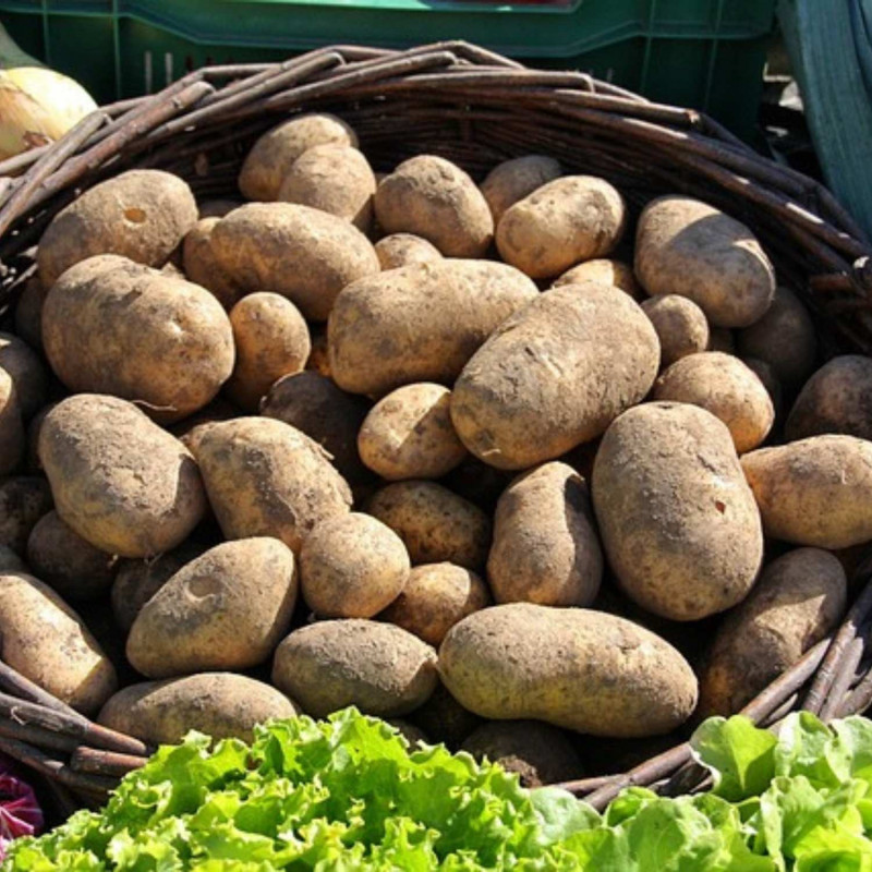 Plants de pomme de terre Gourmandine - Sans traitement