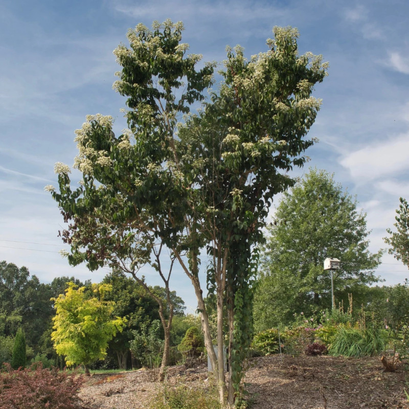 Heptacodium miconioides