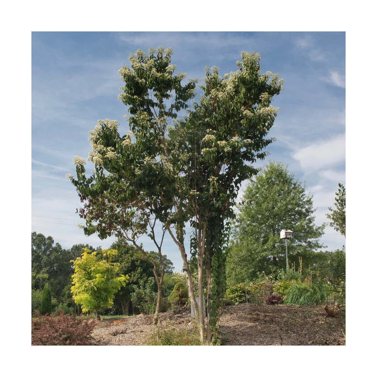 Heptacodium miconioides