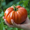 Graines de Tomate Russe - Sans traitement